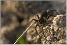 araignée lycose (4) 
